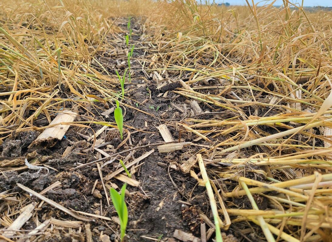 Jason Russell's Four Planting Green and Planter Set-Up Tips for #plant23