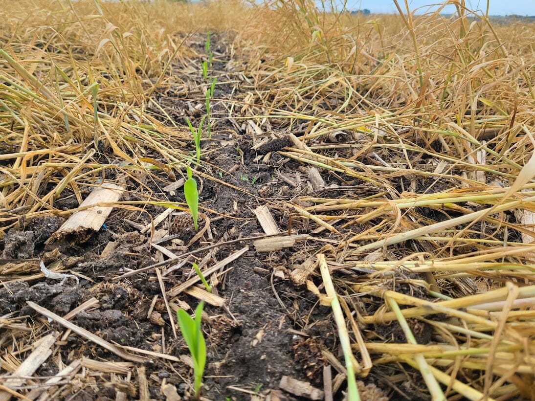 Jason Russell's Four Planting Green and Planter Set-Up Tips for #plant23