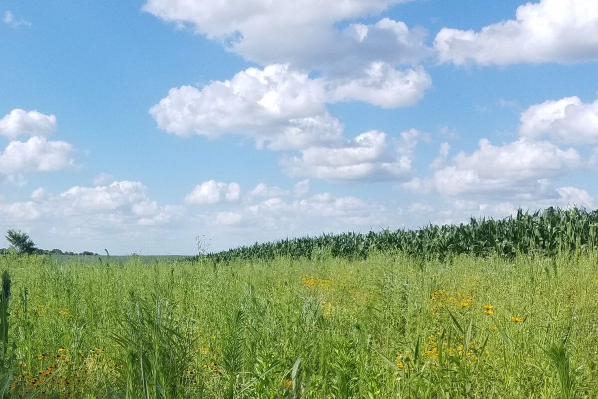 Precision Conservation Analysis: Can Habitat Outperform Row Crops?