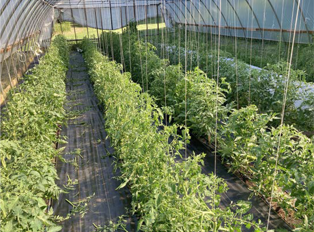High Tunnel Tomato Pruning