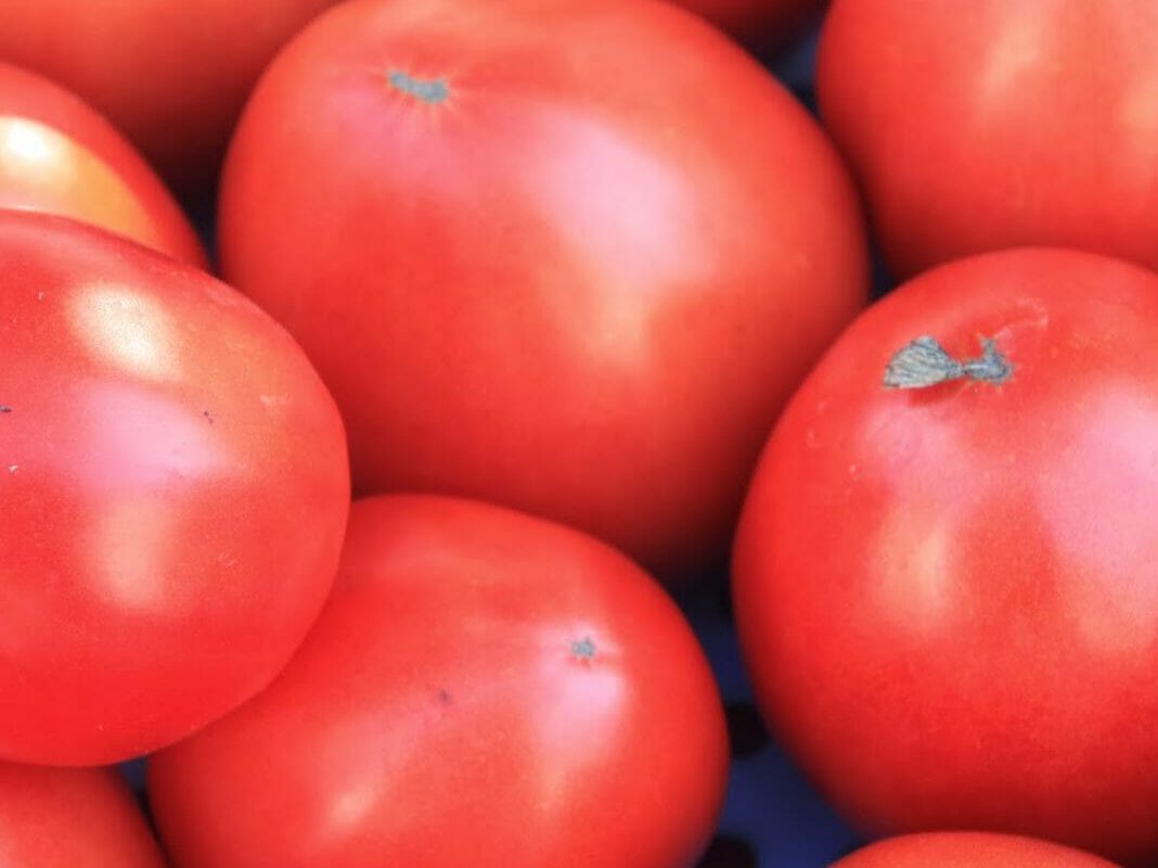 Heirloom and Hybrid Tomato Variety Trial in High Tunnel