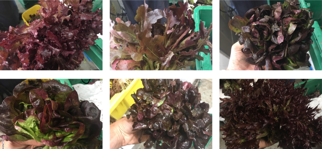 Lettuce6pics