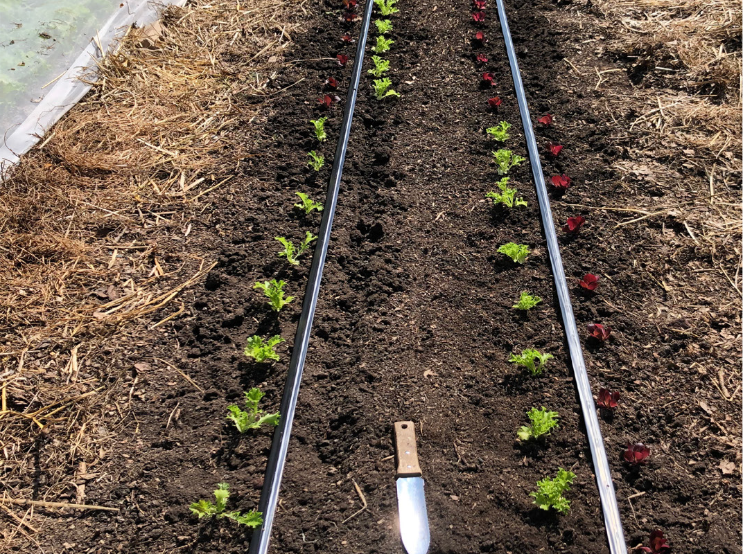 One-Cut Lettuce Variety Trial