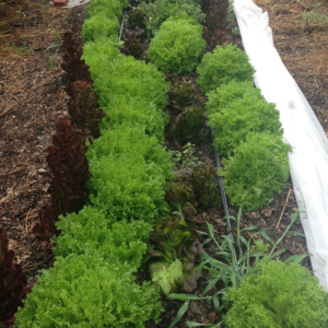 Lettucepic2