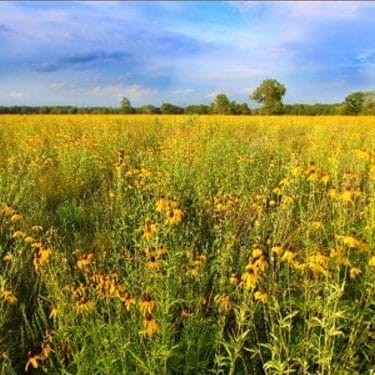 Diversifying Pollinator Habitat on a Multi-Generational Illinois Farm