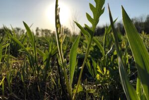 Luke gran prairie plants courtesy prudenterra