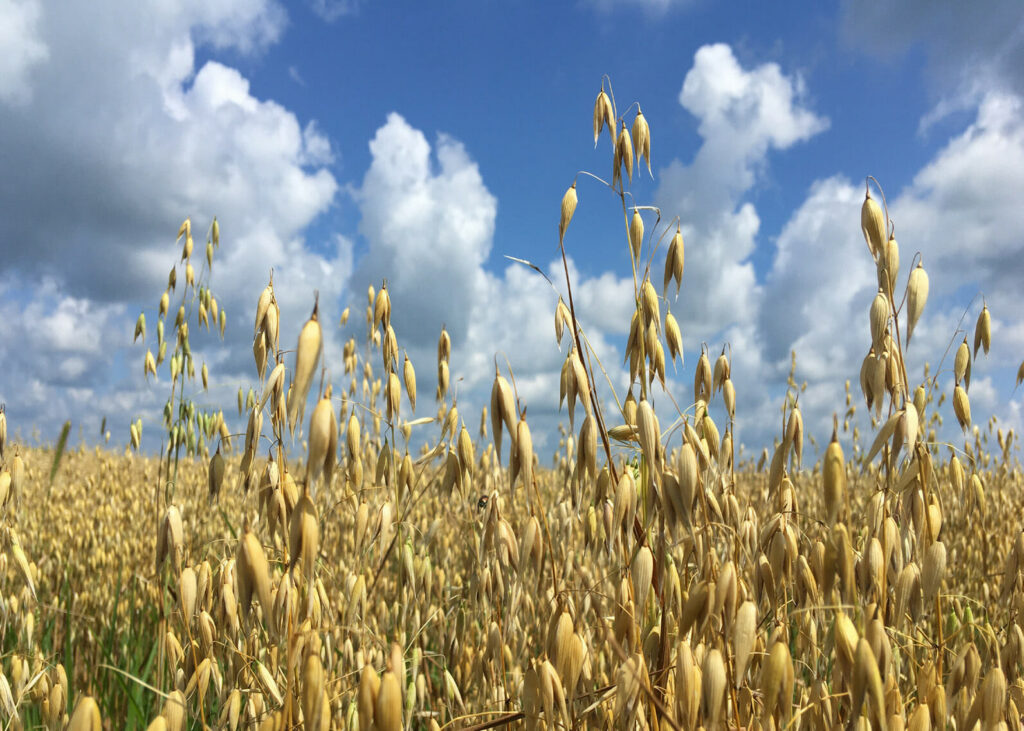 Oat photo