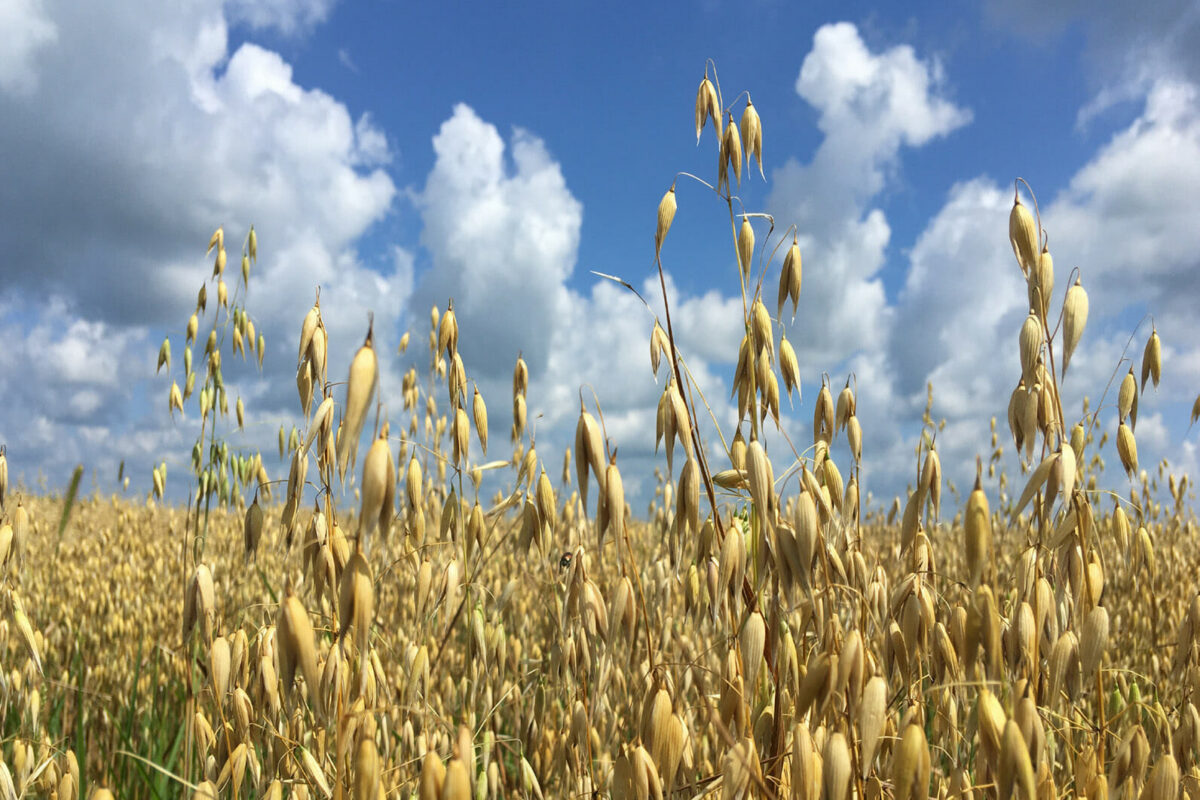 Oat Variety Trial 2022