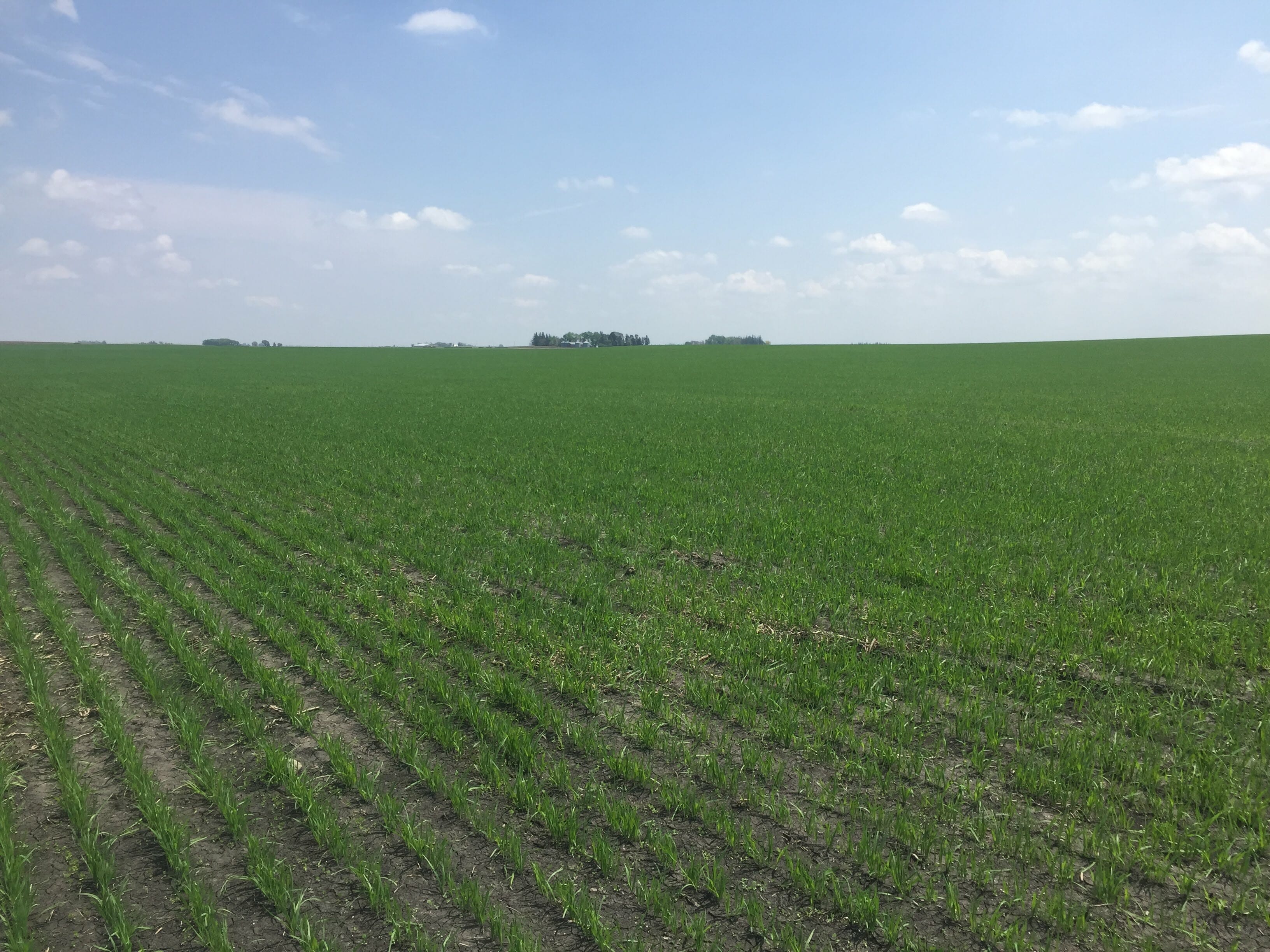 Oat field (1)
