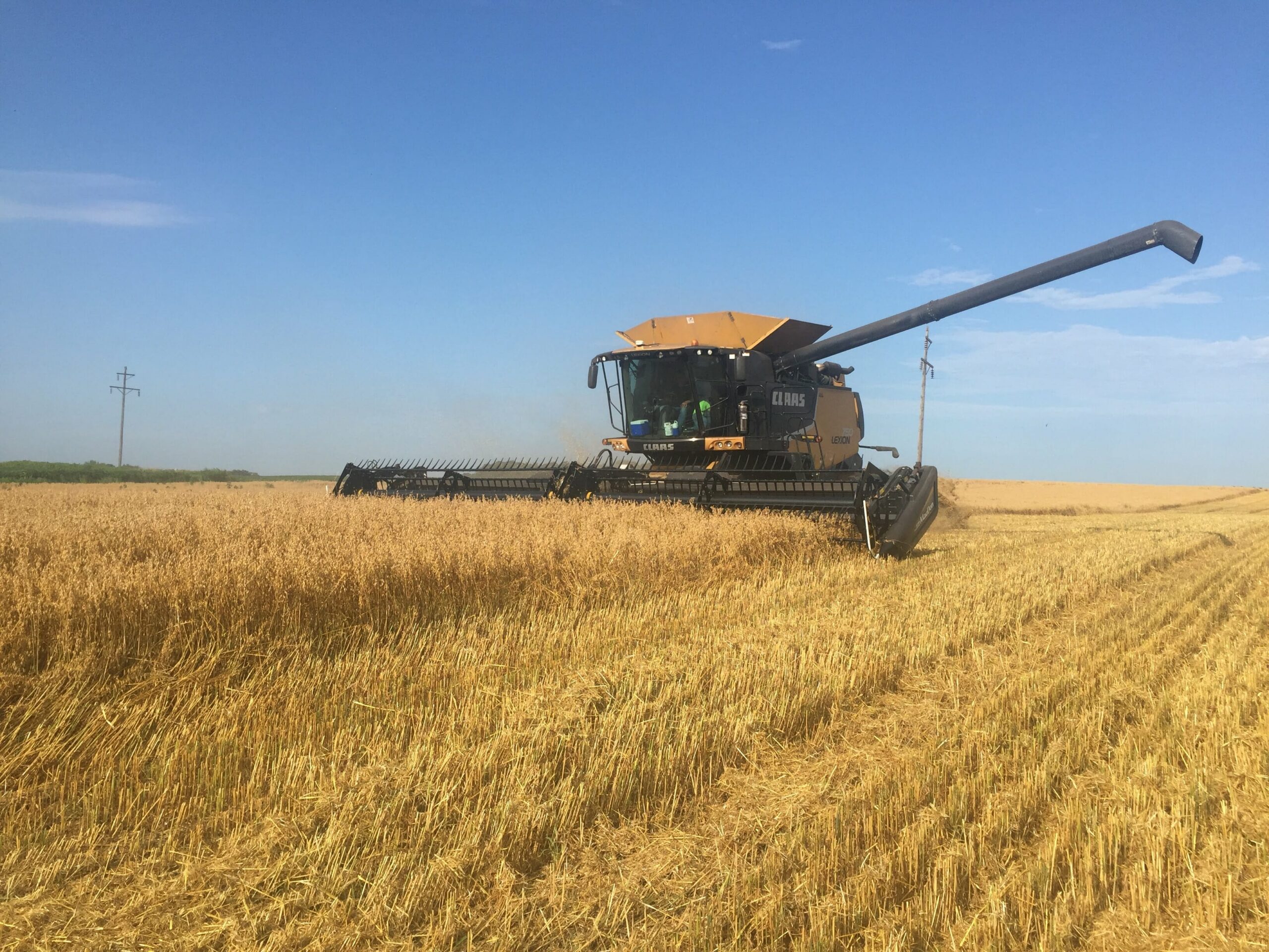 Oat harvest
