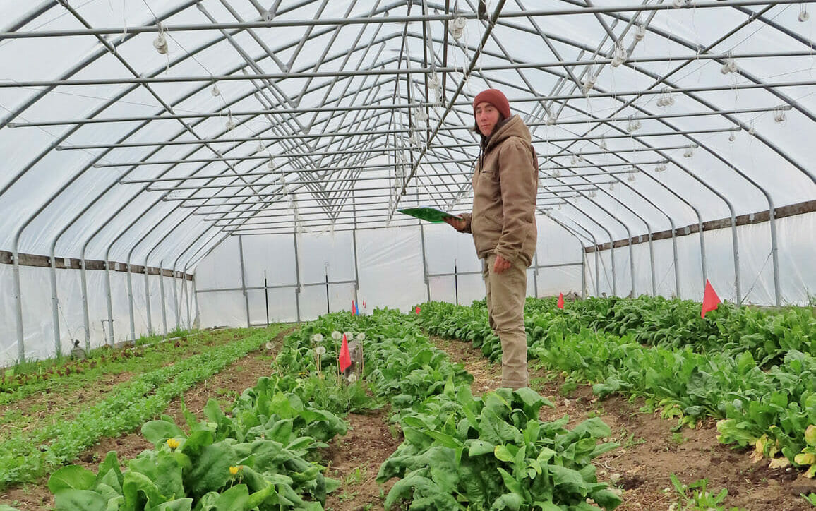 Effect of Seeding Date on Harvest Window and Yield of Overwintered Spinach