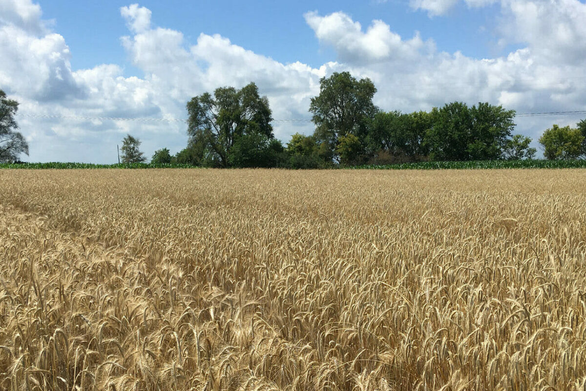 Cereal Rye and Triticale Variety Trial 2022