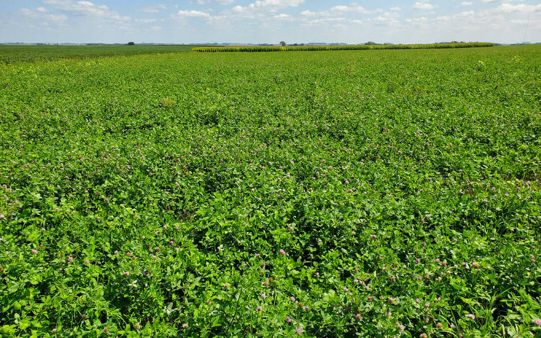 Clover Cover Crop Termination Date for a Rye-Corn System
