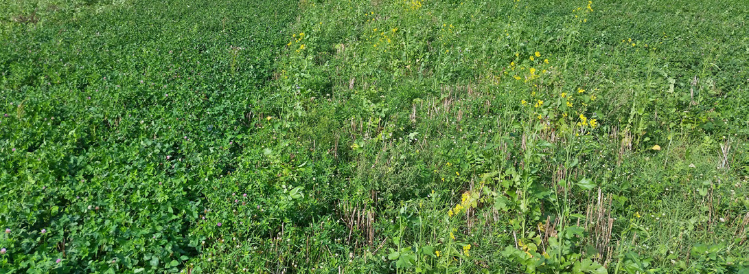 Overwinter vs. Winterkill Clover Green Manures in a Rye Small Grain and Corn Rotation