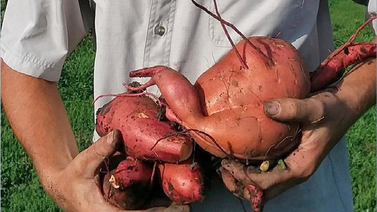 Sweet Potato Enterprise Budgets: What are the costs and returns of this popular CSA crop?