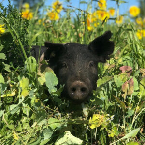 Pig at nettle valley farm