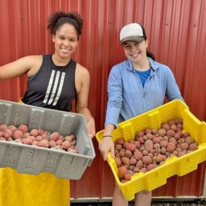 Potato harvest GeorgiaConrad(left)HaileyFrank(right) square