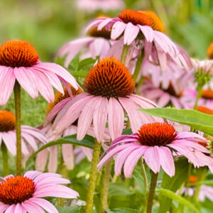 Purple coneflower