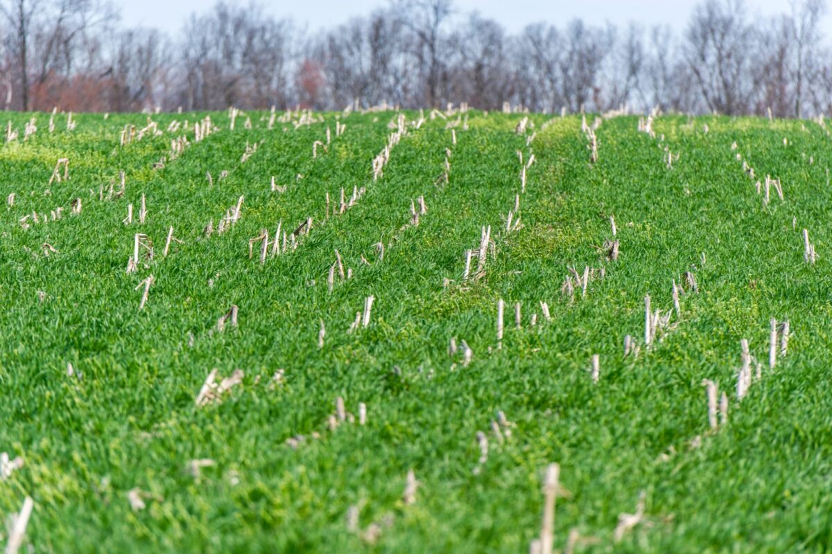 Cover Crop Economics From the Field