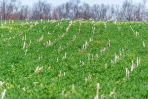 Cover crops growing over old corn stalks