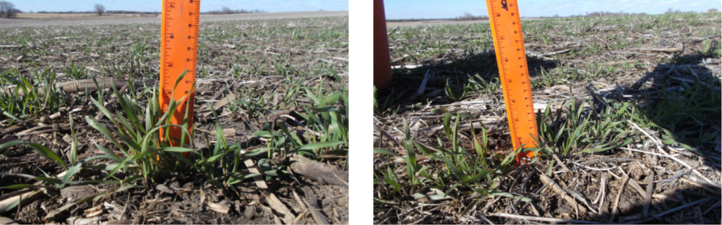 Seeding date and rate