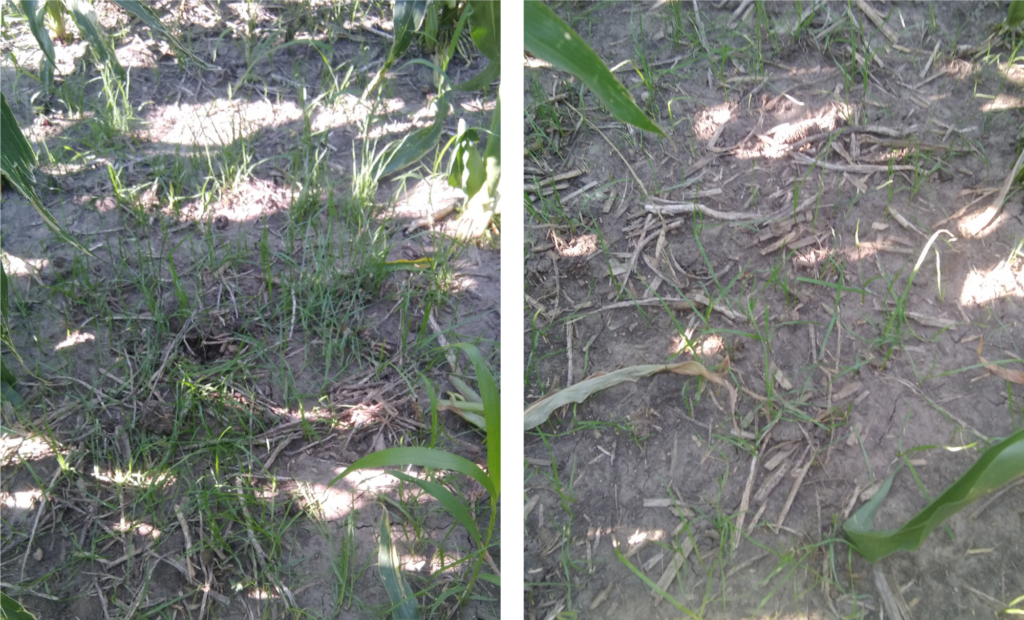 annual rye and cereal rye