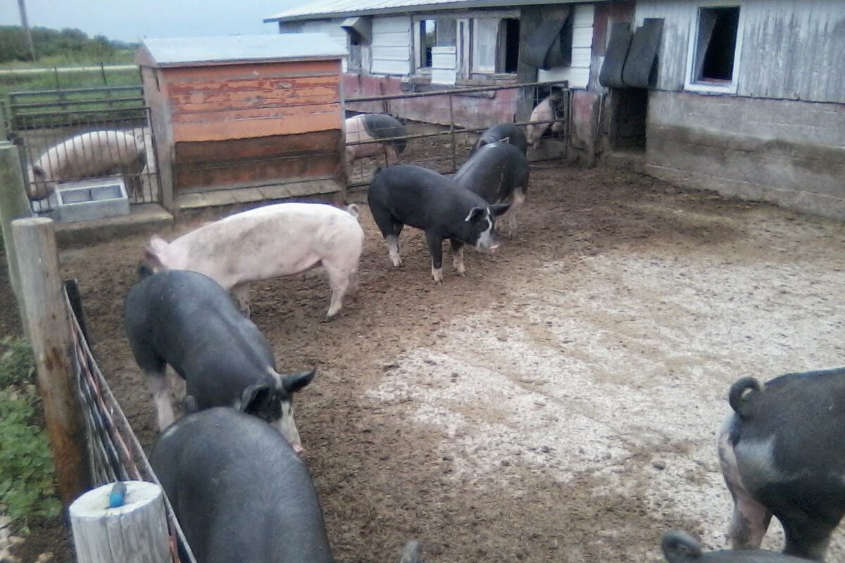 Finishing Hogs on Small Grains