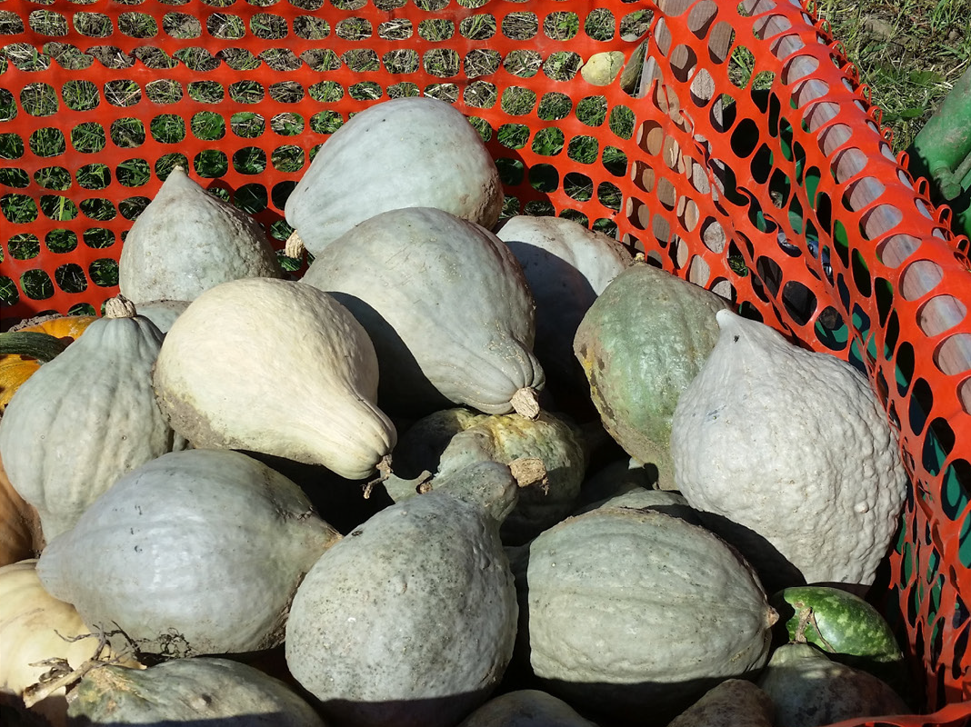 Organic Control of Squash Vine Borer in Winter Squash