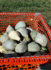 Squashpic1