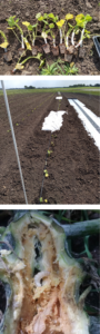 Squashpics3