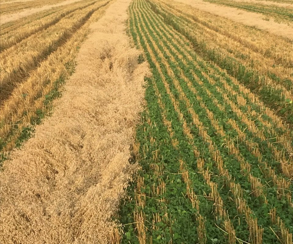 Oat Selector Tool Variety Trial
