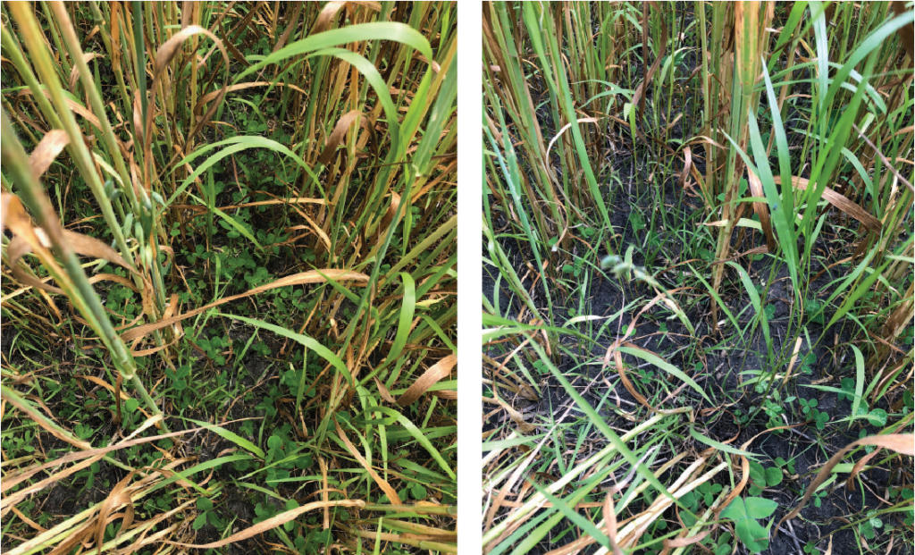 Weed control in oats photo 2
