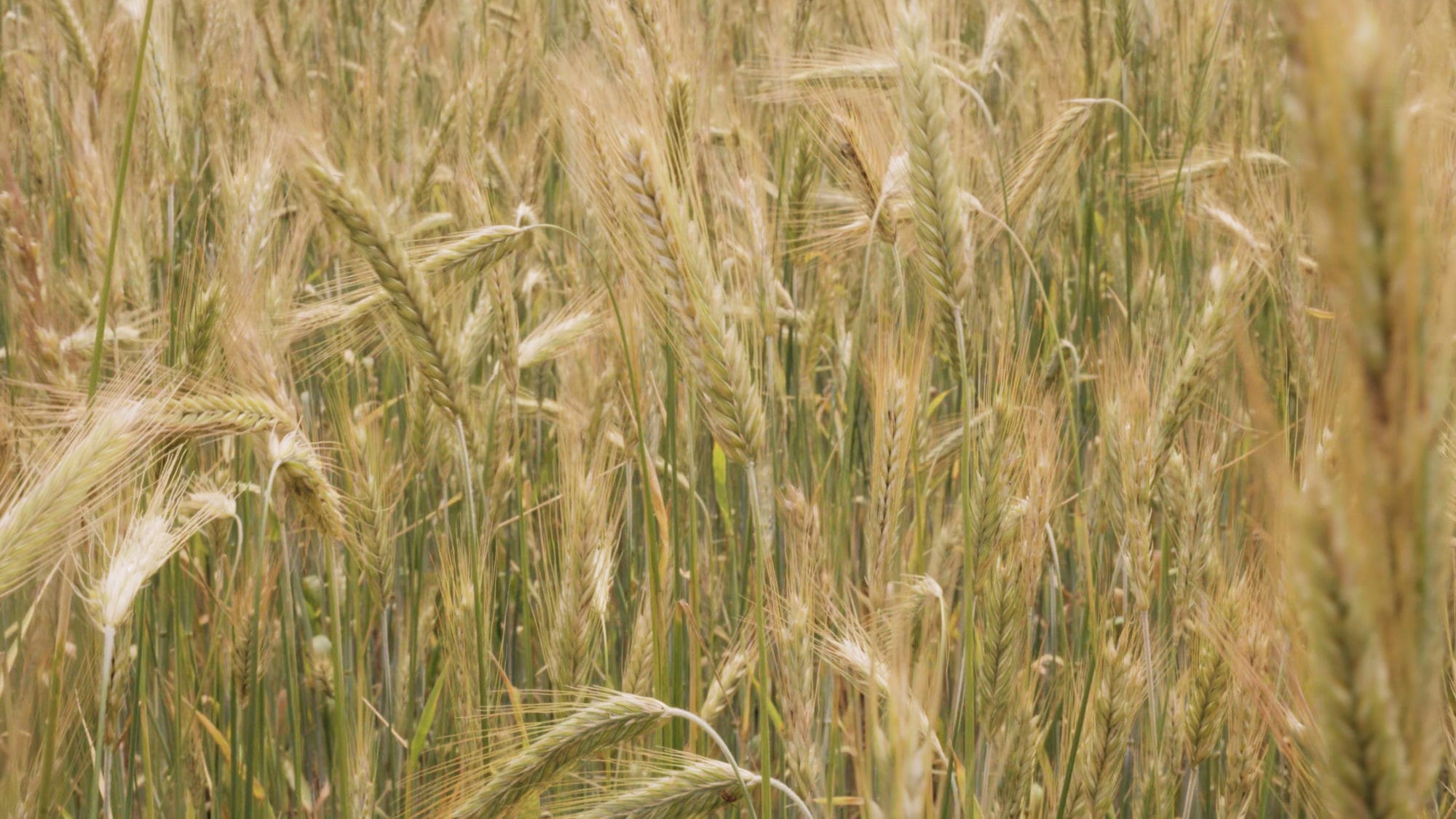 Build, Grow and Succeed with the Cover Crop Business Accelerator