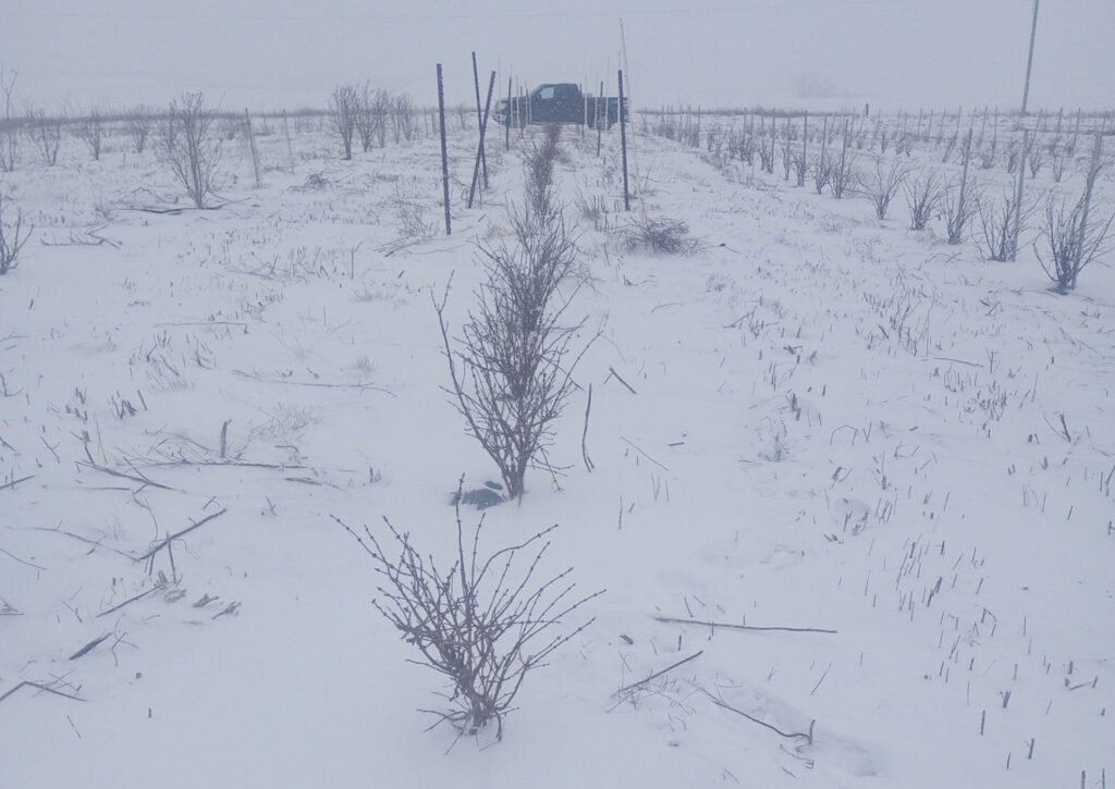 Winter25honeyberry (1)