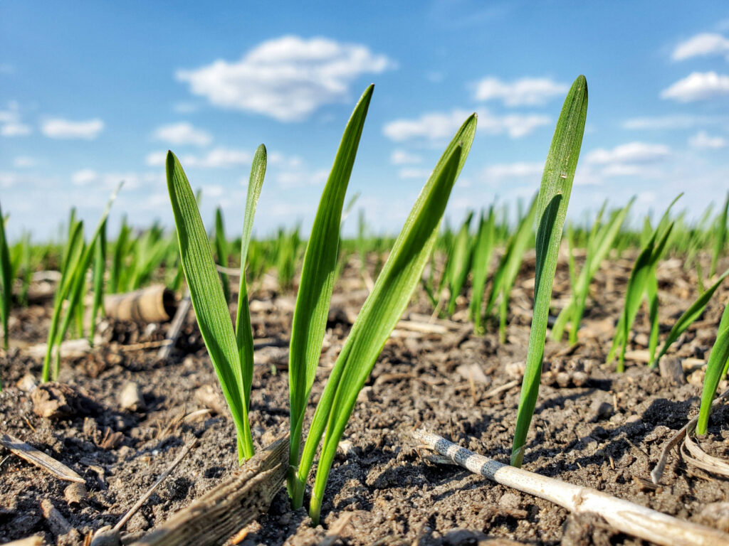 Young oats
