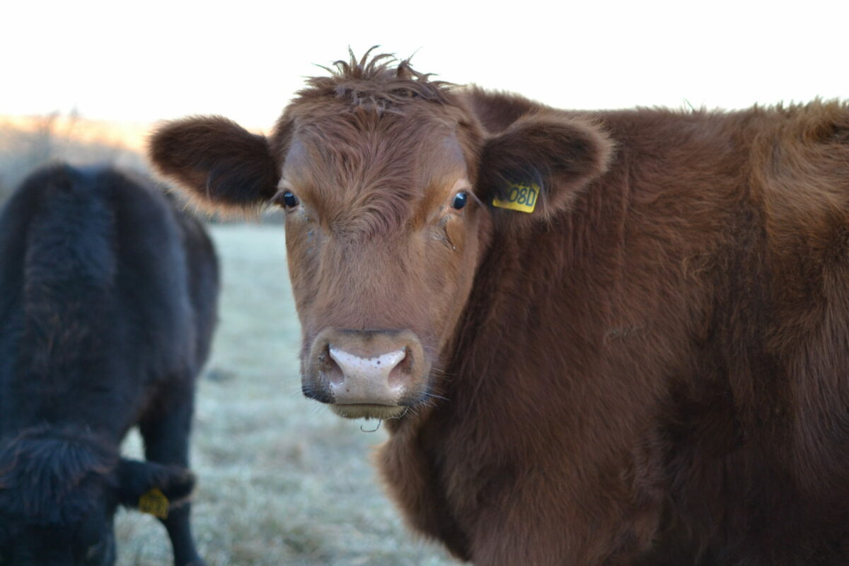 Finishing Cattle on Grass: Lessons Learned from PFI - Practical Farmers ...