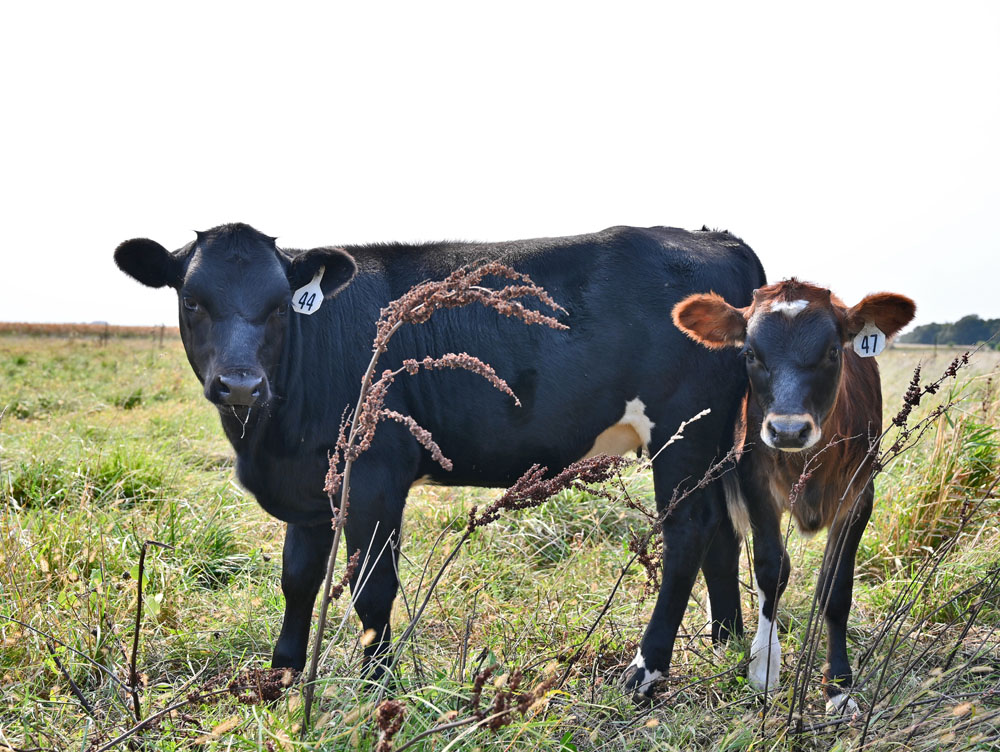 Midwest Grazing Exchange