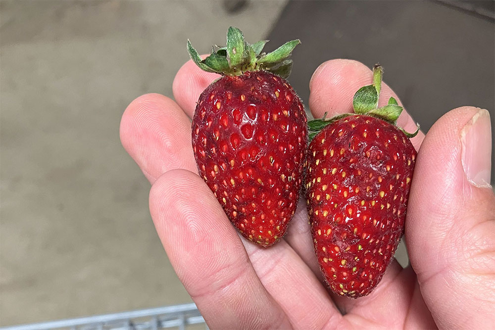 Strawberry Packaging Type Effect on Shelf Life