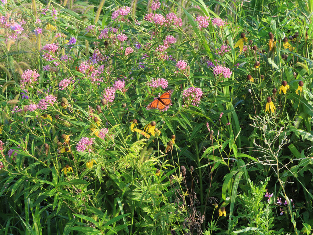 The Berkland Farm: Where Conservation Meets Profit