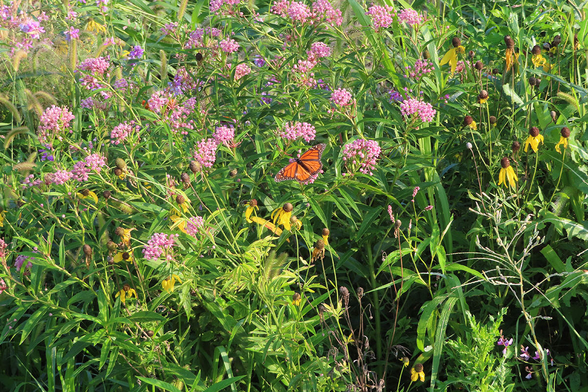 The Berkland Farm: Where Conservation Meets Profit