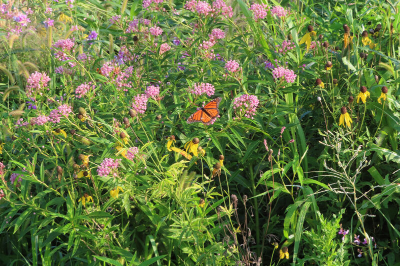 The Berkland Farm: Where Conservation Meets Profit
