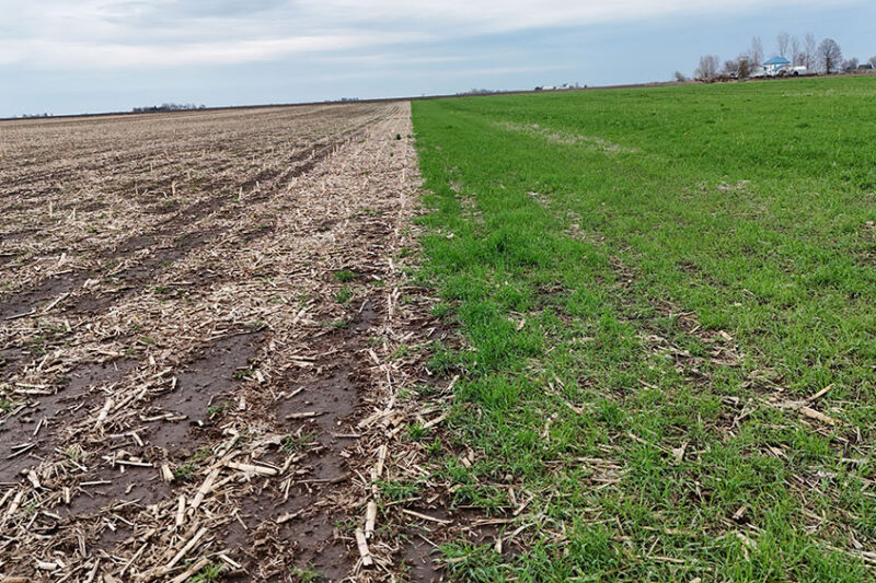 Do Cover Crops Increase the Number of Days Suitable for Field Work?