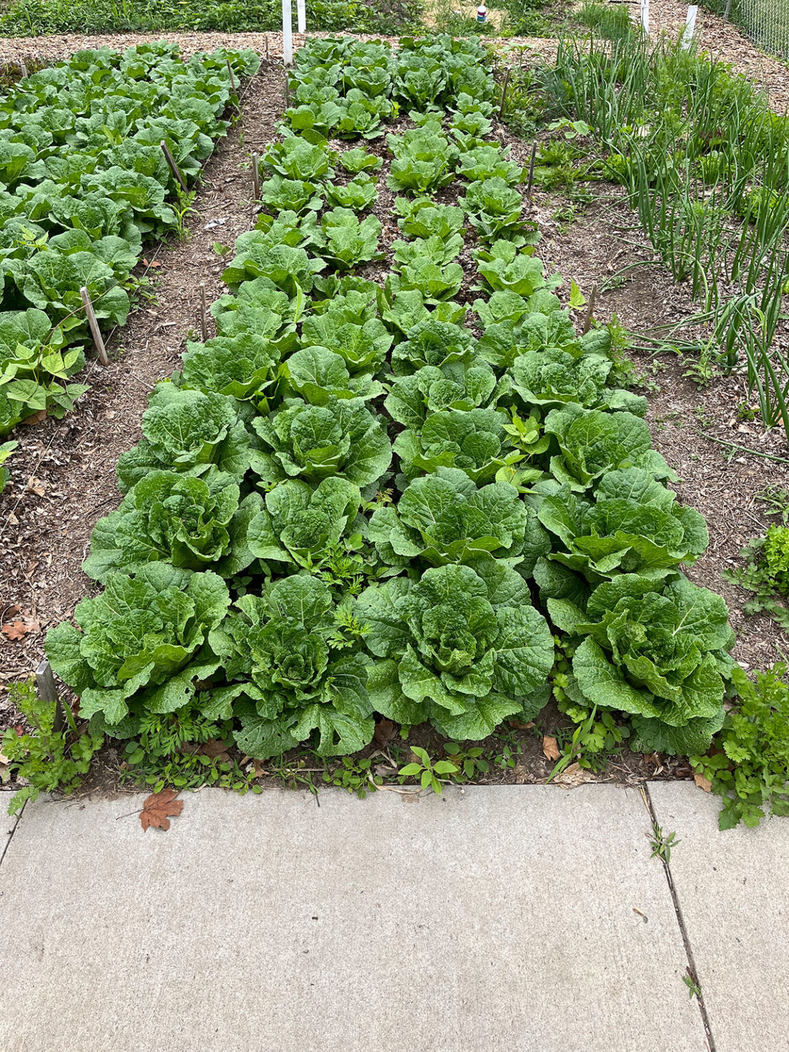 Corn Gluten Meal for Organic Weed Suppression