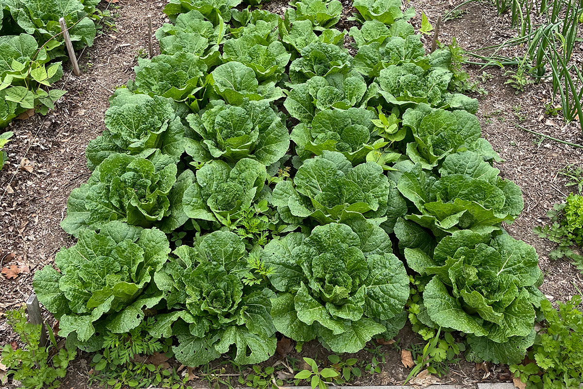 Corn Gluten Meal for Organic Weed Suppression