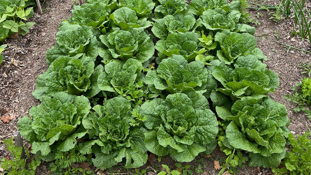 Corn Gluten Meal for Organic Weed Suppression