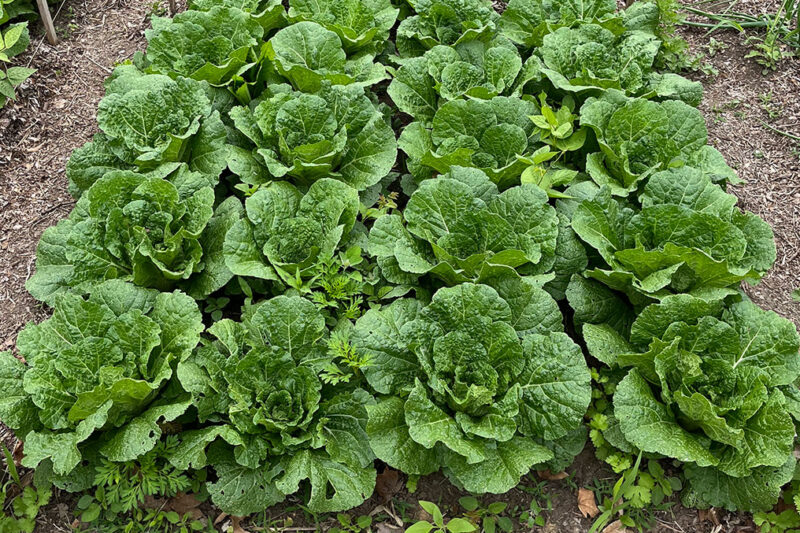Corn Gluten Meal for Organic Weed Suppression