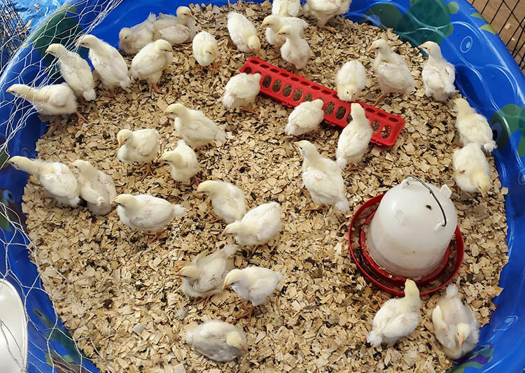 Fermenting Broiler Chicken Feed