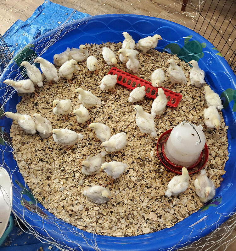 Fermenting Broiler Chicken Feed