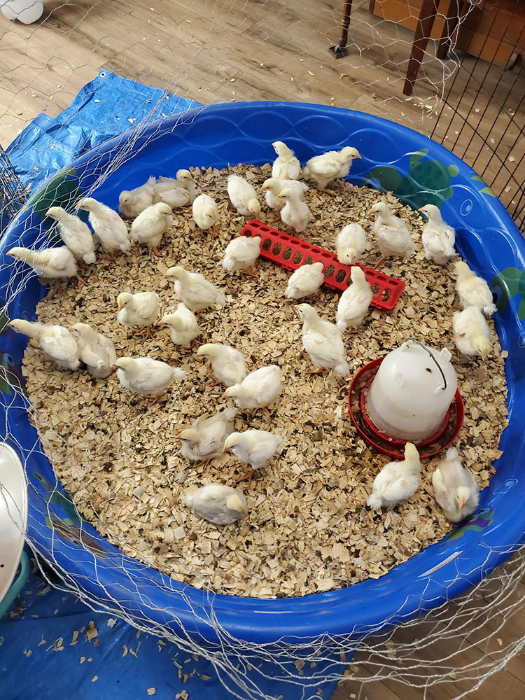 Fermenting Broiler Chicken Feed