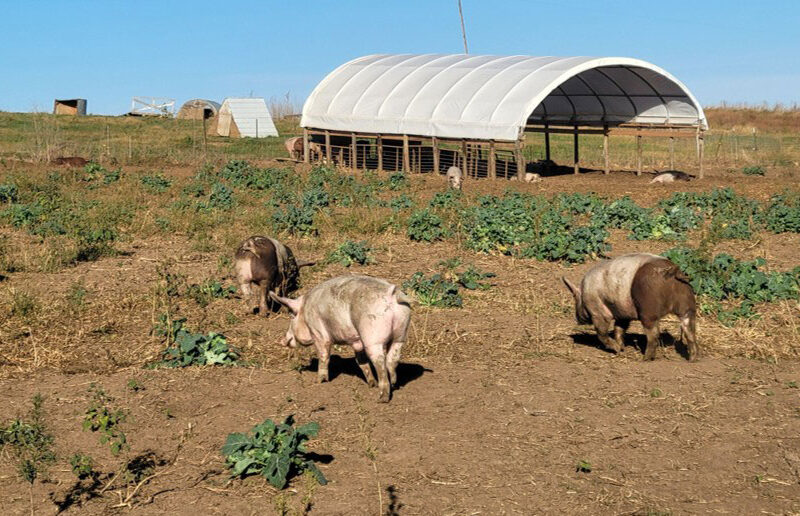 Finishing Pigs on Annual Forages